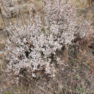 Styphelia attenuata at Melrose - 4 Jul 2024