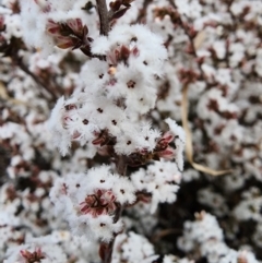 Styphelia attenuata at Melrose - 4 Jul 2024