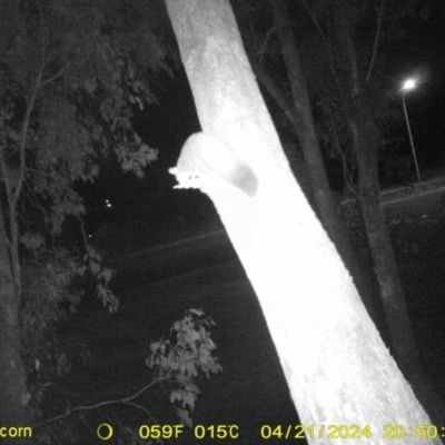 Petaurus norfolcensis (Squirrel Glider) at Thurgoona, NSW - 21 Apr 2024 by DMeco