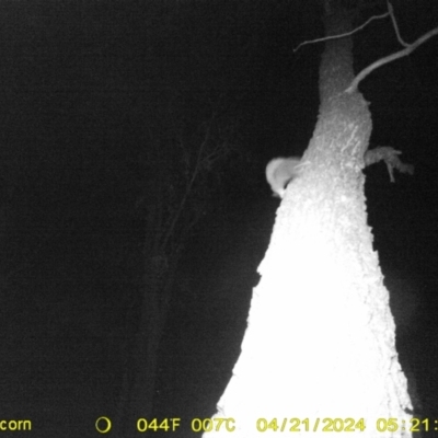 Petaurus norfolcensis (Squirrel Glider) at Thurgoona, NSW - 20 Apr 2024 by DMeco