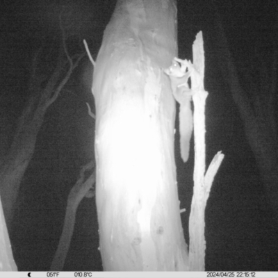 Petaurus norfolcensis (Squirrel Glider) at Thurgoona, NSW - 25 Apr 2024 by DMeco