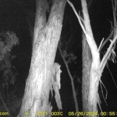 Petaurus norfolcensis (Squirrel Glider) at Thurgoona, NSW - 25 May 2024 by DMeco