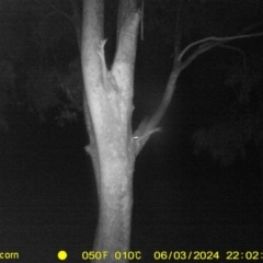 Petaurus norfolcensis (Squirrel Glider) at Table Top, NSW - 3 Jun 2024 by DMeco