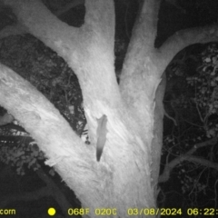 Petaurus norfolcensis (Squirrel Glider) at Baranduda, VIC - 7 Mar 2024 by DMeco