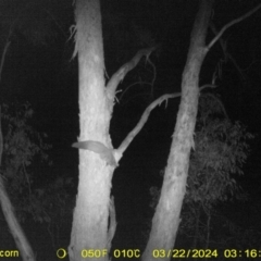 Petaurus norfolcensis (Squirrel Glider) at Baranduda, VIC - 21 Mar 2024 by DMeco