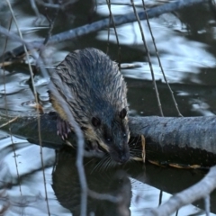 Hydromys chrysogaster (Rakali or Water Rat) at Jerrabomberra Wetlands - 24 Jun 2024 by davidcunninghamwildlife