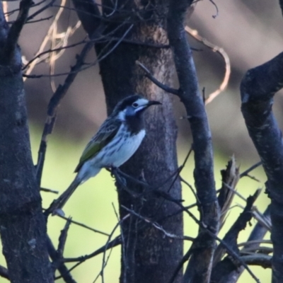 Purnella albifrons (White-fronted Honeyeater) at Cobar, NSW - 5 Jul 2024 by MB