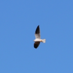 Elanus axillaris (Black-shouldered Kite) at Cobar, NSW - 5 Jul 2024 by MB