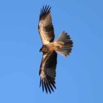 Haliastur sphenurus (Whistling Kite) at Cobar, NSW - 5 Jul 2024 by MB