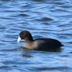 Fulica atra (Eurasian Coot) at Cobar, NSW - 4 Jul 2024 by MB