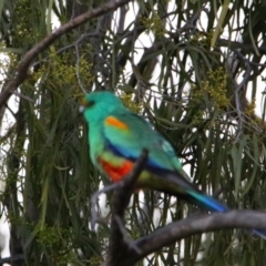 Psephotellus varius (Mulga Parrot) at Cobar, NSW - 5 Jul 2024 by MB