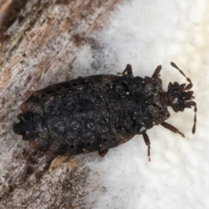 Aradidae sp. (family) at Lake Ginninderra - 4 Jul 2024 01:04 PM