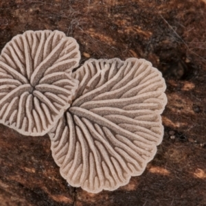 zz Agaric (stemless) at Belconnen, ACT - 4 Jul 2024