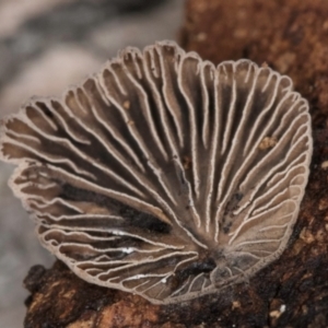 zz Agaric (stemless) at Belconnen, ACT - 4 Jul 2024