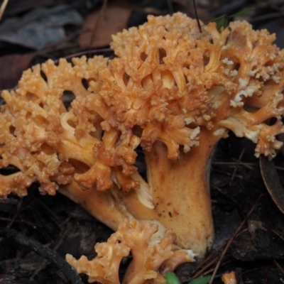 Ramaria sp. (A Coral fungus) at Dalmeny, NSW - 5 Jul 2024 by Bushrevival