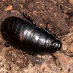 Panesthia australis (Common wood cockroach) at Belconnen, ACT - 4 Jul 2024 by kasiaaus