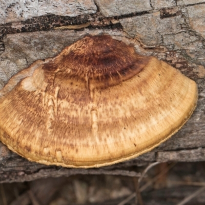 Truncospora ochroleuca at Lake Ginninderra - 4 Jul 2024 by kasiaaus