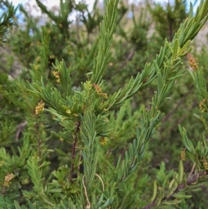 Grevillea iaspicula at Birrigai - 4 Jul 2024