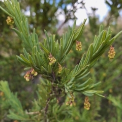 Grevillea iaspicula at Birrigai - 4 Jul 2024