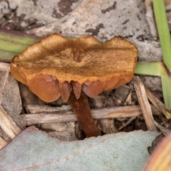 Laccaria sp. (Laccaria) at Lake Ginninderra - 4 Jul 2024 by kasiaaus