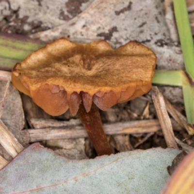 Laccaria sp. (Laccaria) at Lake Ginninderra - 4 Jul 2024 by kasiaaus