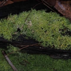 Cladia aggregata (A lichen) at Dalmeny, NSW - 5 Jul 2024 by Bushrevival