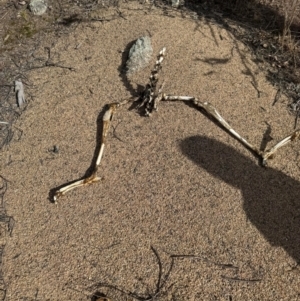 Macropodidae (family) at Birrigai - 4 Jul 2024