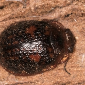 Trachymela sp. (genus) at Lake Ginninderra - 4 Jul 2024