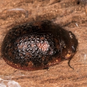 Trachymela sp. (genus) at Lake Ginninderra - 4 Jul 2024