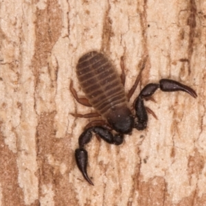 Conicochernes sp. (genus) at Lake Ginninderra - 4 Jul 2024 01:40 PM