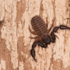 Conicochernes sp. (genus) at Lake Ginninderra - 4 Jul 2024 01:40 PM