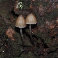 Mycena subgalericulata at Dalmeny, NSW - 5 Jul 2024 by Bushrevival