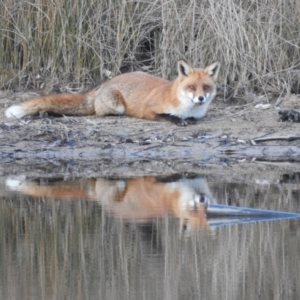 Vulpes vulpes at Lions Youth Haven - Westwood Farm A.C.T. - 5 Jul 2024 04:25 PM