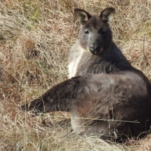 Osphranter robustus robustus at Lions Youth Haven - Westwood Farm A.C.T. - 5 Jul 2024 10:18 AM