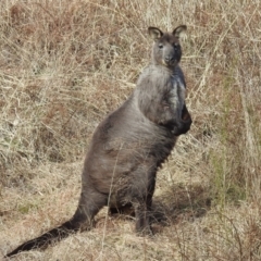 Osphranter robustus robustus at Lions Youth Haven - Westwood Farm A.C.T. - 5 Jul 2024 10:18 AM