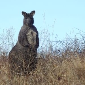 Osphranter robustus robustus at Lions Youth Haven - Westwood Farm A.C.T. - 5 Jul 2024 10:18 AM