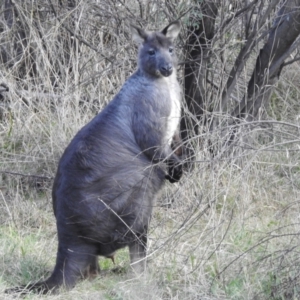 Osphranter robustus robustus at Lions Youth Haven - Westwood Farm A.C.T. - 5 Jul 2024 10:18 AM