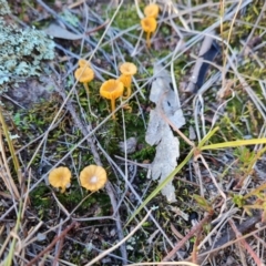 Lichenomphalia chromacea (Yellow Navel) at Isaacs Ridge and Nearby - 5 Jul 2024 by Mike