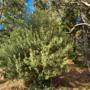 Olea europaea subsp. cuspidata at Isaacs Ridge and Nearby - 5 Jul 2024 03:38 PM