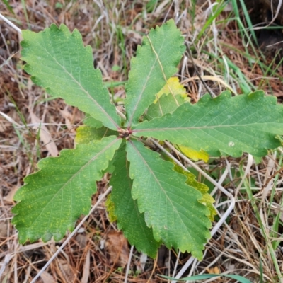 Quercus sp. (Oak) at Isaacs, ACT - 5 Jul 2024 by Mike