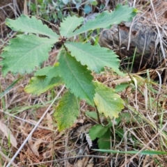 Quercus sp. at Isaacs Ridge and Nearby - 5 Jul 2024