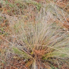 Nassella trichotoma (Serrated Tussock) at Isaacs Ridge and Nearby - 5 Jul 2024 by Mike