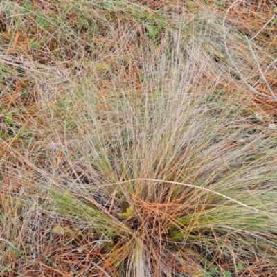 Nassella trichotoma (Serrated Tussock) at Isaacs Ridge and Nearby - 5 Jul 2024 by Mike