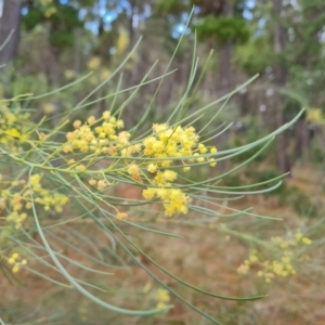 Acacia subulata at Isaacs Ridge and Nearby - 5 Jul 2024 02:48 PM