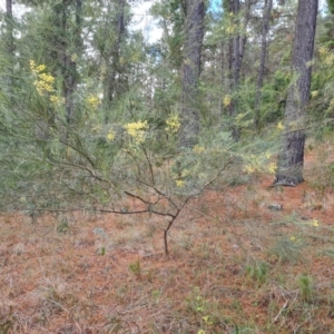 Acacia subulata at Isaacs Ridge and Nearby - 5 Jul 2024 02:48 PM