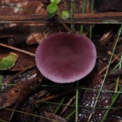 Tubaria rufofulva (Burgundy Wood Tubaria) at Dalmeny, NSW - 5 Jul 2024 by Bushrevival