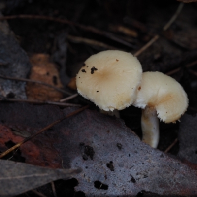 Hydnum repandum (Hydnum repandum) at Dalmeny, NSW - 5 Jul 2024 by Bushrevival