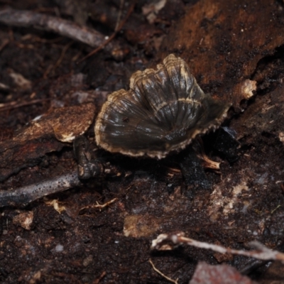 Phellodon niger at Dalmeny, NSW - 5 Jul 2024 by Bushrevival