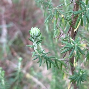 Cassinia aculeata subsp. aculeata at Mount Ainslie - 5 Jul 2024 04:18 PM