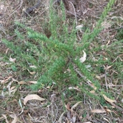 Cassinia aculeata subsp. aculeata at Mount Ainslie - 5 Jul 2024 04:18 PM